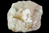 Otodus Shark Tooth Fossil in Rock - Eocene #111063-1